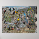 Search for backyard birds posters Birding