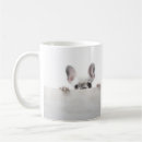 Search for frenchies photography French bulldog