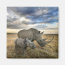 Search for calf magnets Rhino