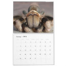 Search for arachnids calendars Wildlife