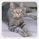Search for brown tabby cat stickers Kitty