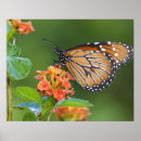 Search for danaus posters Close up
