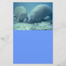 Search for manatee Wild