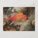 Search for fish swimming postcards Multi coloured