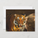 Search for tiger eyes postcards Feline