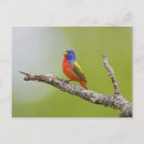 Search for passerina postcards Texas