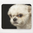 Search for shih tzu dog mouse mats Photography