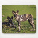 Search for species mouse mats Wild animals