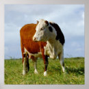 Search for bovine posters Cow