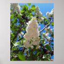 Search for lilac flower posters Flowers