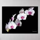 Search for aromatherapy posters Background