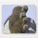 Search for group mouse mats Animals in the wild