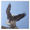 Search for eagle tiles Alaska