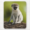 Search for reserves mouse mats Kenya