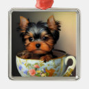 Search for teacup yorkie Puppy