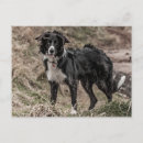 Search for herd dog postcards Breed
