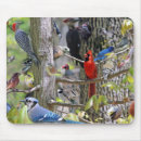 Search for backyard mouse mats Birds