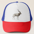 Search for addax Animal