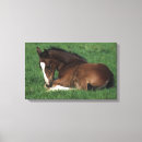 Search for warmblood Equestrian