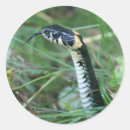 Search for reptile eye stickers Reptiles