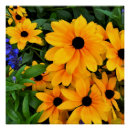 Search for yellow daisies posters Photography
