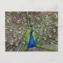 Search for bird print postcards Peacock
