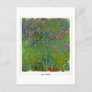 Search for agapanthus postcards Flowers