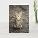 Search for american shorthair cards Pets