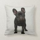 Search for french bulldog puppy cushions Photography