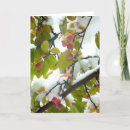 Search for crabapples cards Photography