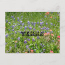 Search for indian horizontal postcards Flowers