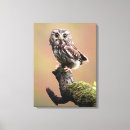 Search for owl pics canvas prints Outdoors