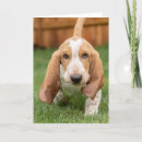 Search for bassets cards Pet lovers