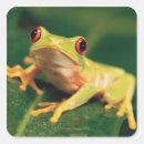 Search for frog eyes stickers Wildlife