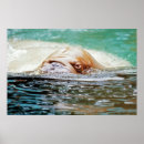 Search for marine mammals posters Seals
