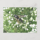 Search for hornets postcards Nature