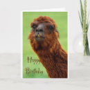 Search for alpaca birthday cards Llama