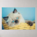 Search for seal posters Fluffy