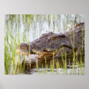Search for crocodile posters Africa