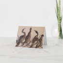 Search for waterbirds cards Herons
