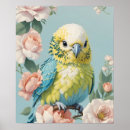 Search for budgies posters Parakeet