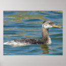 Search for grebes posters Waterfowl
