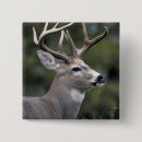 Search for white tailed deer badges Nature