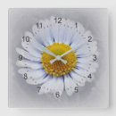 Search for daisy clocks Bright