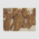 Search for lobster tissue paper Crustacean