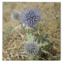 Search for thistle flower tiles Blue