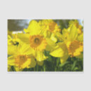 Search for daffodil tissue paper Birthday