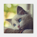 Search for ragdolls magnets Kitten