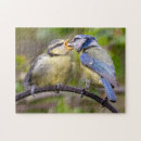 Search for fledgling Photograph