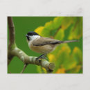 Search for titmouse postcards Animal